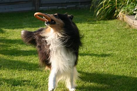 Collie langhåret Rollington Fidusen (Keiko) - Keiko billede 5