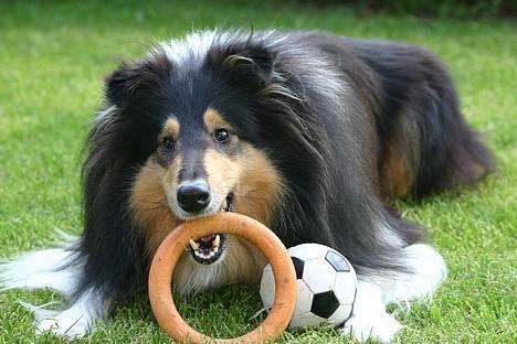 Collie langhåret Rollington Fidusen (Keiko) - Keiko kan ikke få fat på nok legetøj. Han skal have både ring & bold *S* billede 6