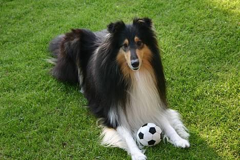 Collie langhåret Rollington Fidusen (Keiko) - Vil du være med til at lege med bold? billede 7