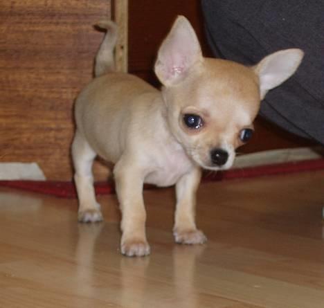Chihuahua Umberto *4/1-05 - 7/3-06* - Hvad laver du?? billede 1