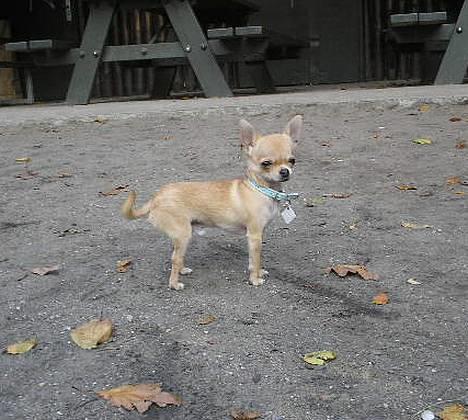 Chihuahua Umberto *4/1-05 - 7/3-06* - Umberto på tur ;O)) billede 2