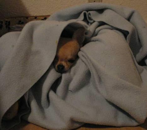 Chihuahua Umberto *4/1-05 - 7/3-06* - "Mor, jeg sover!!"  billede 3