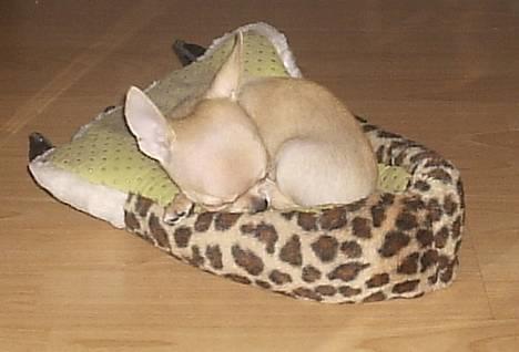 Chihuahua Umberto *4/1-05 - 7/3-06* - Sover på far´s hjemmesko, skulle vist ha´ vendt den om... billede 4