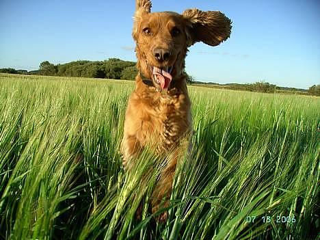 Cocker spaniel Kira billede 1