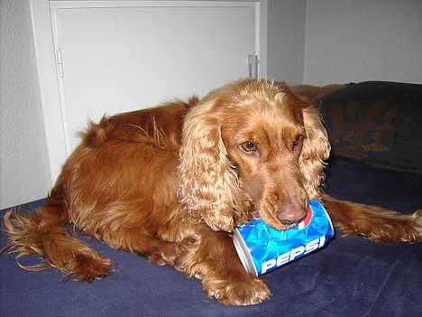 Cocker spaniel Kira - Kira med pepsi :-) billede 2