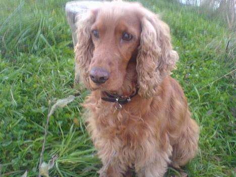 Cocker spaniel Kira - Her er Kira ude i naturen. billede 3