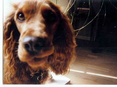 Cocker spaniel Kira - hmm, ser jeg dum ud, når jeg har læben i munden? :) billede 4