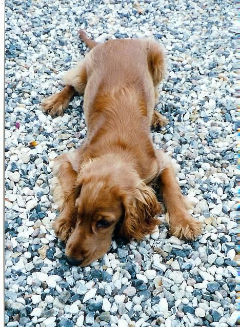 Cocker spaniel Kira - Der er også tid til en lur :) billede 5