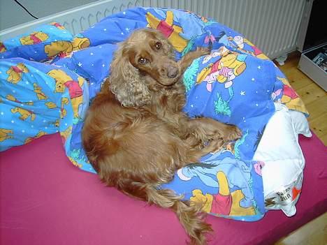 Cocker spaniel Kira - Selvom hun ikke må for mor og far, så kan hun nu så godt lide senge :). billede 6