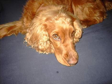Cocker spaniel Kira - Se mine øjne :). billede 7