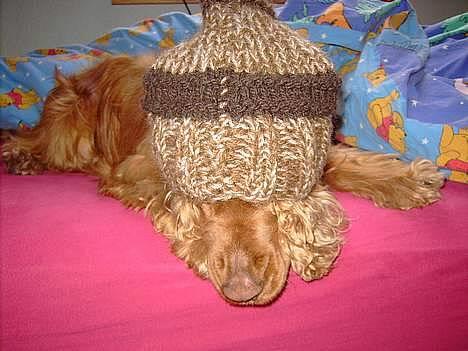 Cocker spaniel Kira - Shh, ingen ser mig! billede 8