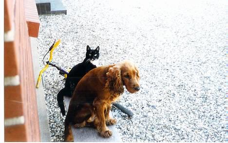 Cocker spaniel Kira - Her er Kira, sammen med hendes bedste katteven Buller. :) billede 9