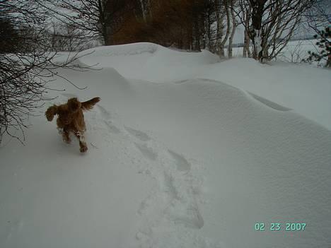 Cocker spaniel Kira - Wíiiih det superfedt det her :). billede 10
