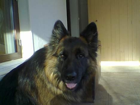 Schæferhund Bamse Heok´s Marko RIP - hva laver du? billede 10