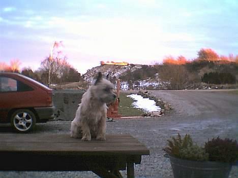 Cairn terrier Bølle - Her ser man da godt fra.. billede 1