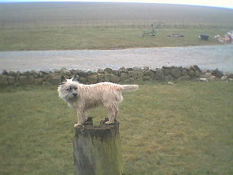 Cairn terrier Bølle billede 2