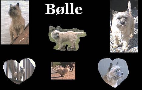 Cairn terrier Bølle billede 3