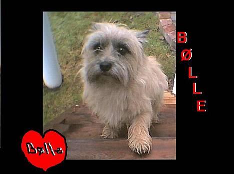 Cairn terrier Bølle billede 5