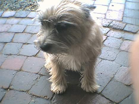 Cairn terrier Bølle - Er jeg ikk bare sød.. billede 6