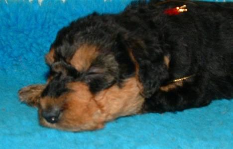 Airedale terrier emma - Da vi hentede hende :] billede 1
