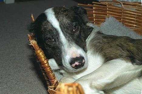 Blanding af racer Don - Nej hvor er han fin!... billede 2