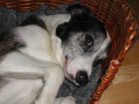 Blanding af racer Don - Er han ikke fin? billede 4