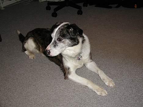 Blanding af racer Don - Don på mit værelse... billede 3