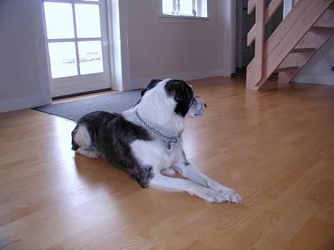 Blanding af racer Don - Der er vist noget der er mere interesant... billede 5