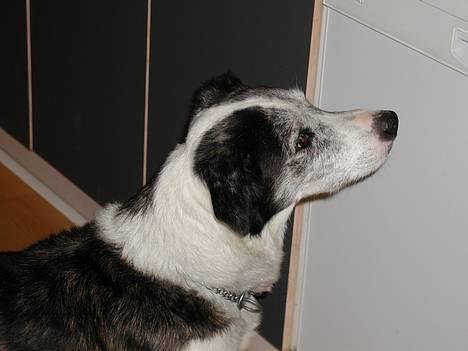 Blanding af racer Don - Don: "Er jeg ikke sød, hva´?" billede 6