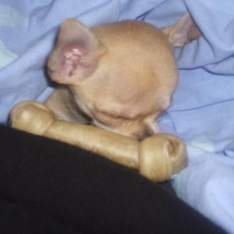 Chihuahua Umberto *4/1-05 - 7/3-06* - Det er altså hårdt at spise sådan et stort kødben! billede 5