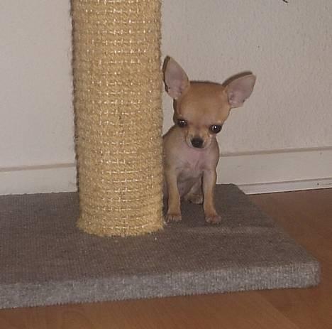 Chihuahua Umberto *4/1-05 - 7/3-06* - Hmm...Se mor, Missen´s kradsetræ billede 6