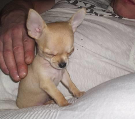 Chihuahua Umberto *4/1-05 - 7/3-06* - Er ved at gå kold, det har været en hård dag billede 7