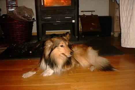 Shetland sheepdog Hero billede 7
