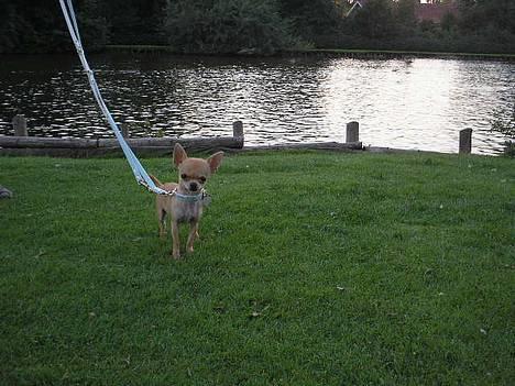 Chihuahua Umberto *4/1-05 - 7/3-06* - I Doktorparken ved de "farlige" ænder *lol* billede 8