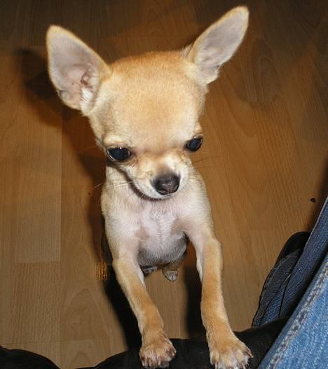 Chihuahua Umberto *4/1-05 - 7/3-06* - Må jeg ikk´ godt komme op nu?? billede 9