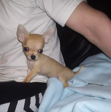 Chihuahua Umberto *4/1-05 - 7/3-06* - Mig og min far billede 10