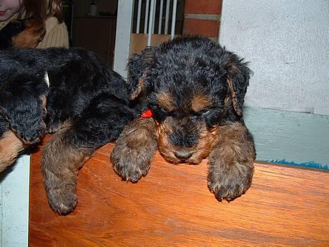 Airedale terrier emma - Da vi hentede hende :] billede 2