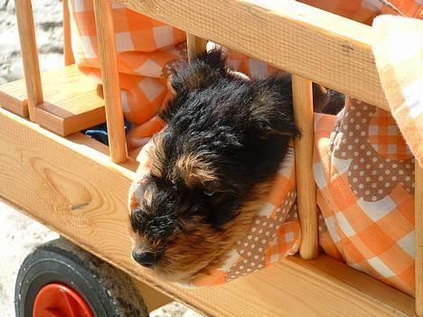 Airedale terrier emma - På tur i skoven :D !! billede 3