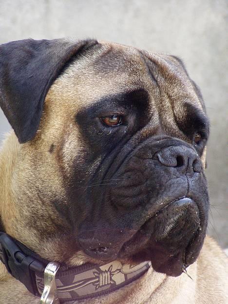 Bullmastiff ~OZZY~ Lækkerdrengen!     - Smukke Ozzy   25/7 06 billede 1