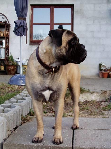 Bullmastiff ~OZZY~ Lækkerdrengen!     - Bullermand stor og flot 15.april 06 billede 2