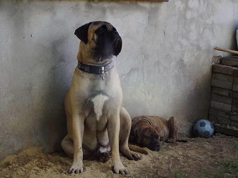 Bullmastiff ~OZZY~ Lækkerdrengen!     - Ozzy & Buller nyder en kølig dag i juli 06. Passer lige lidt på lillebror... billede 3