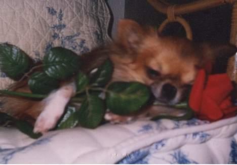 Chihuahua Victor - Chamør billede 1