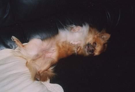 Chihuahua Victor - elsker at blive kløet på maven billede 2