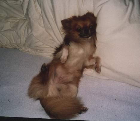 Chihuahua Victor - og at sove billede 3