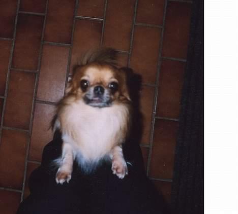 Chihuahua Victor - kom nu og ta mig op billede 4