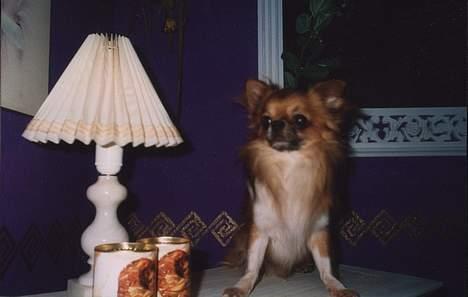 Chihuahua Victor - jeg er så stor billede 5