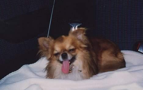 Chihuahua Victor - æh bæ billede 6