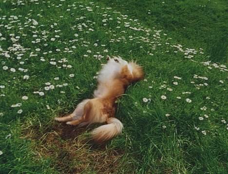 Chihuahua Victor - blomsterhund? billede 7