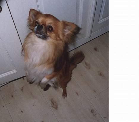 Chihuahua Victor - Hvad har du der? billede 8