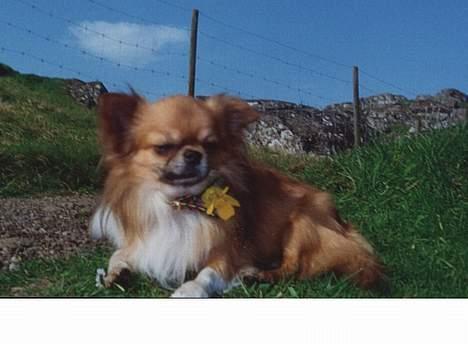 Chihuahua Victor - Hej billede 9